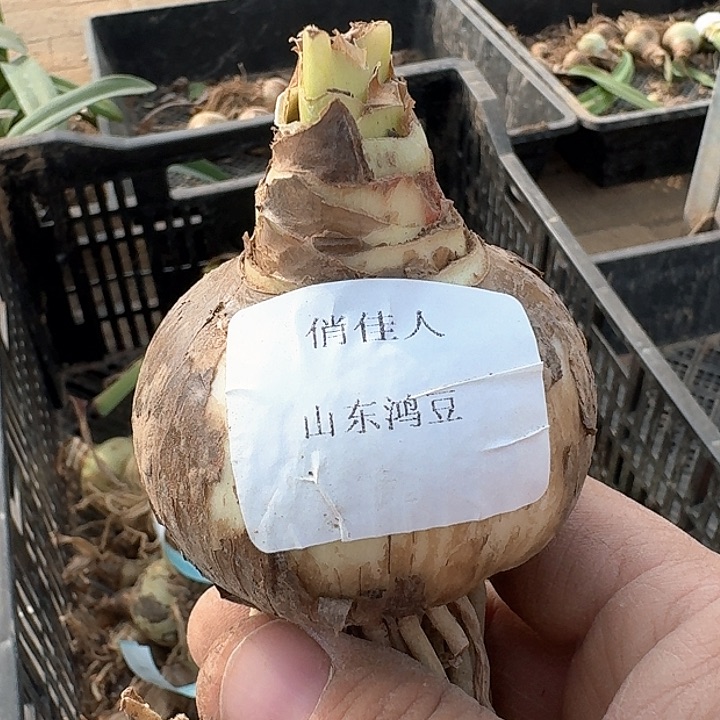 当前无花朵，栽培后可花朵玖*吖俏佳人