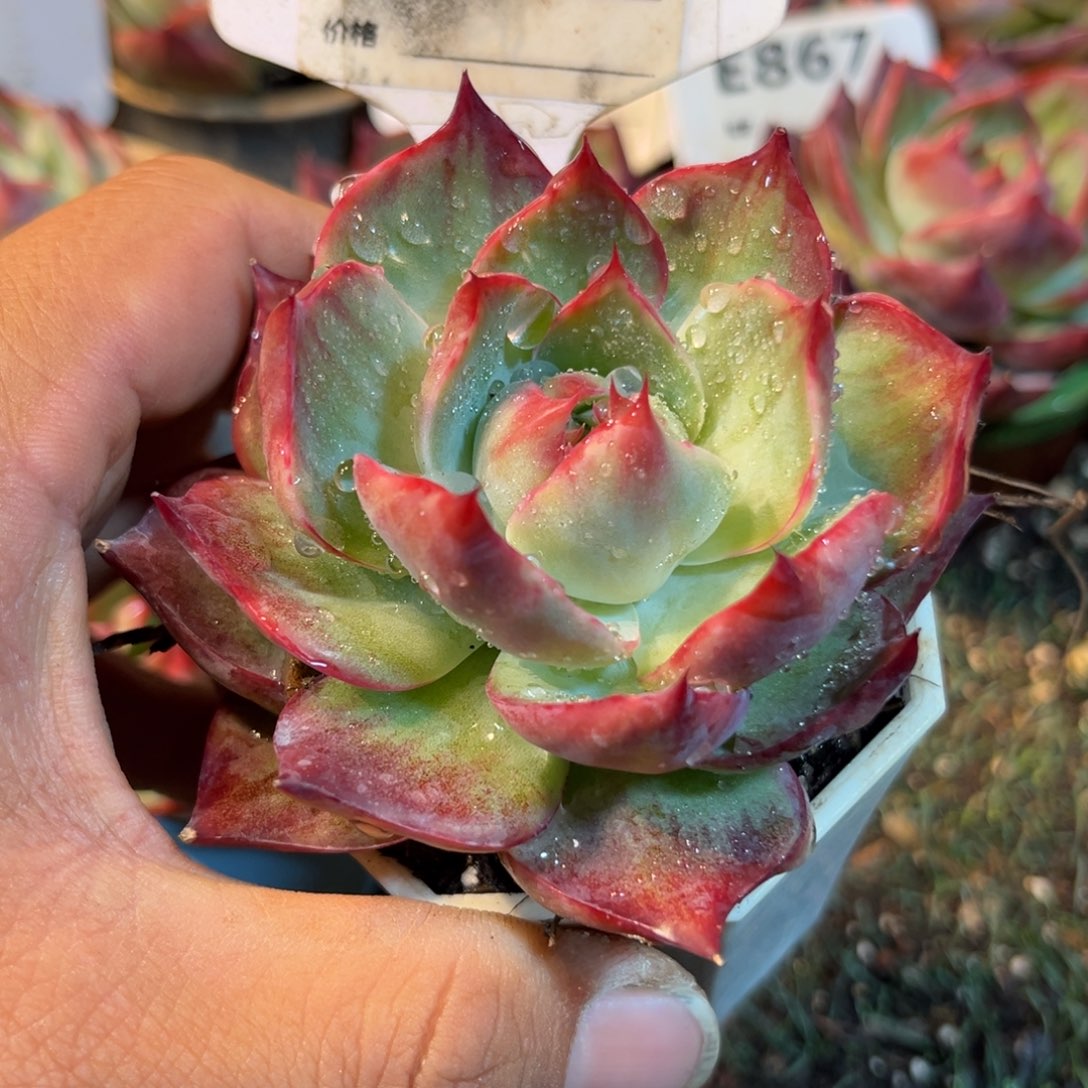惊鸿一瞥587号多肉植物