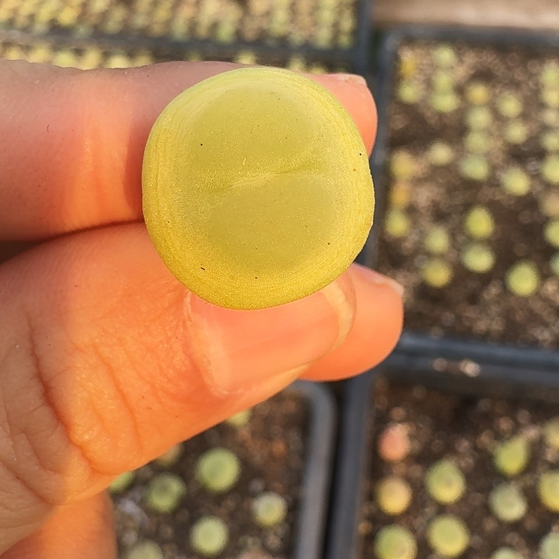 富****多肉植物福利拉登872