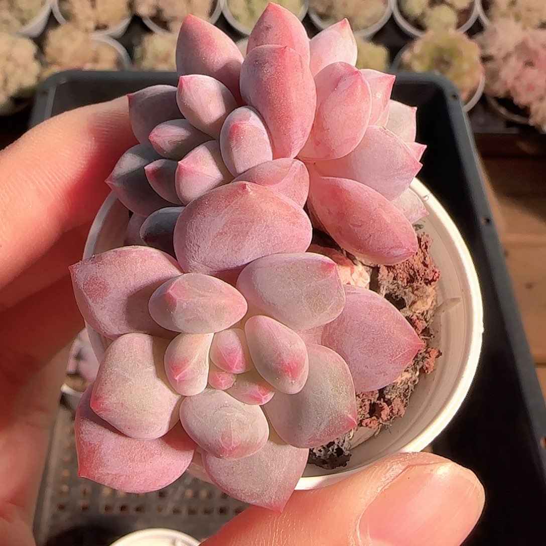 w***U多肉1125-56脱土可能散