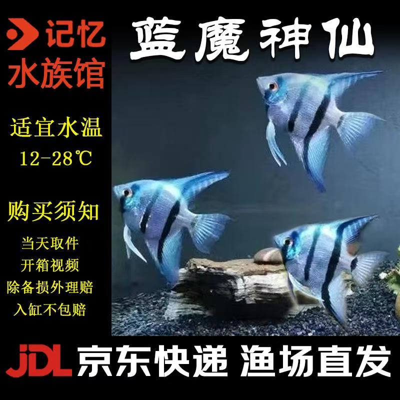 【蓝魔神仙种鱼】七彩神仙鱼观赏鱼淡水好养京东包邮