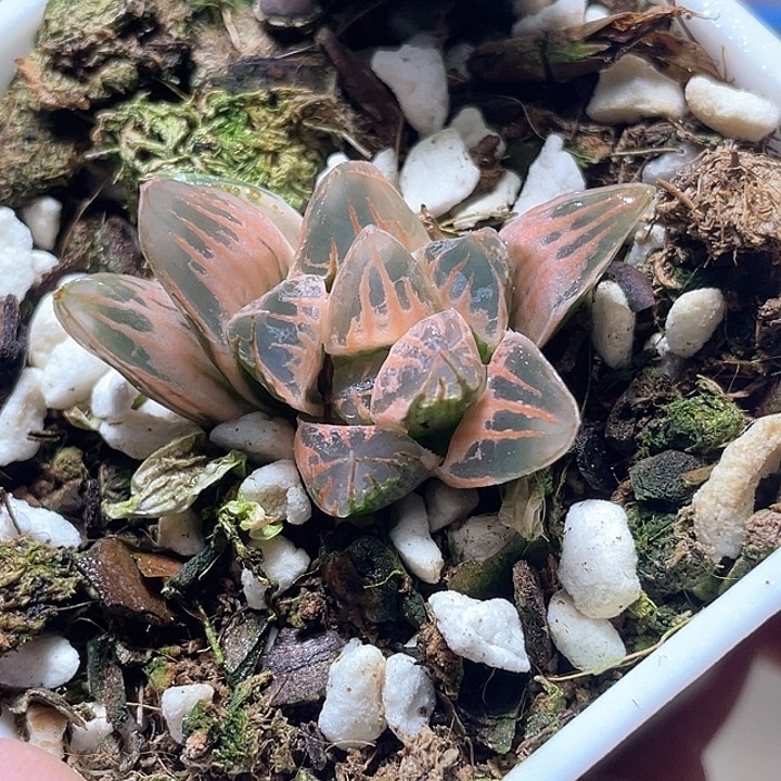 624糊斑花水晶锦特选福利