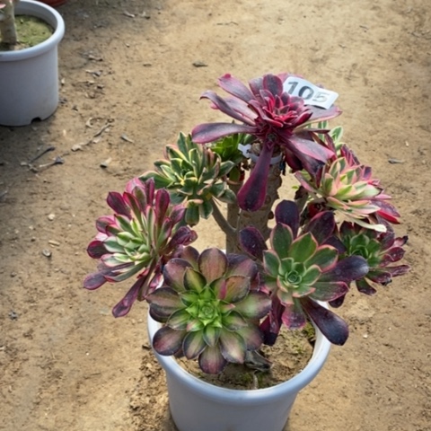 105嫁接多肉法师