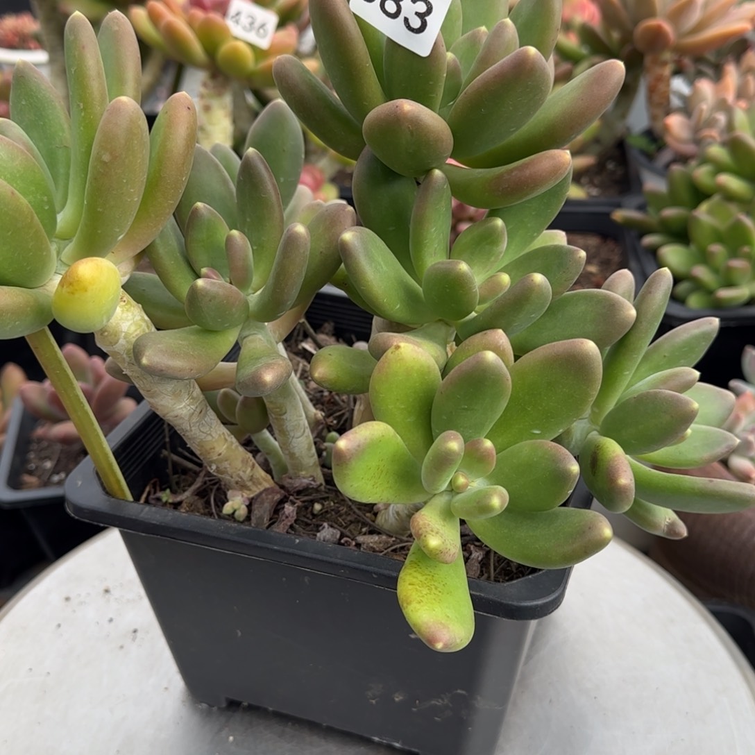 ****带盆带土一物一拍583号