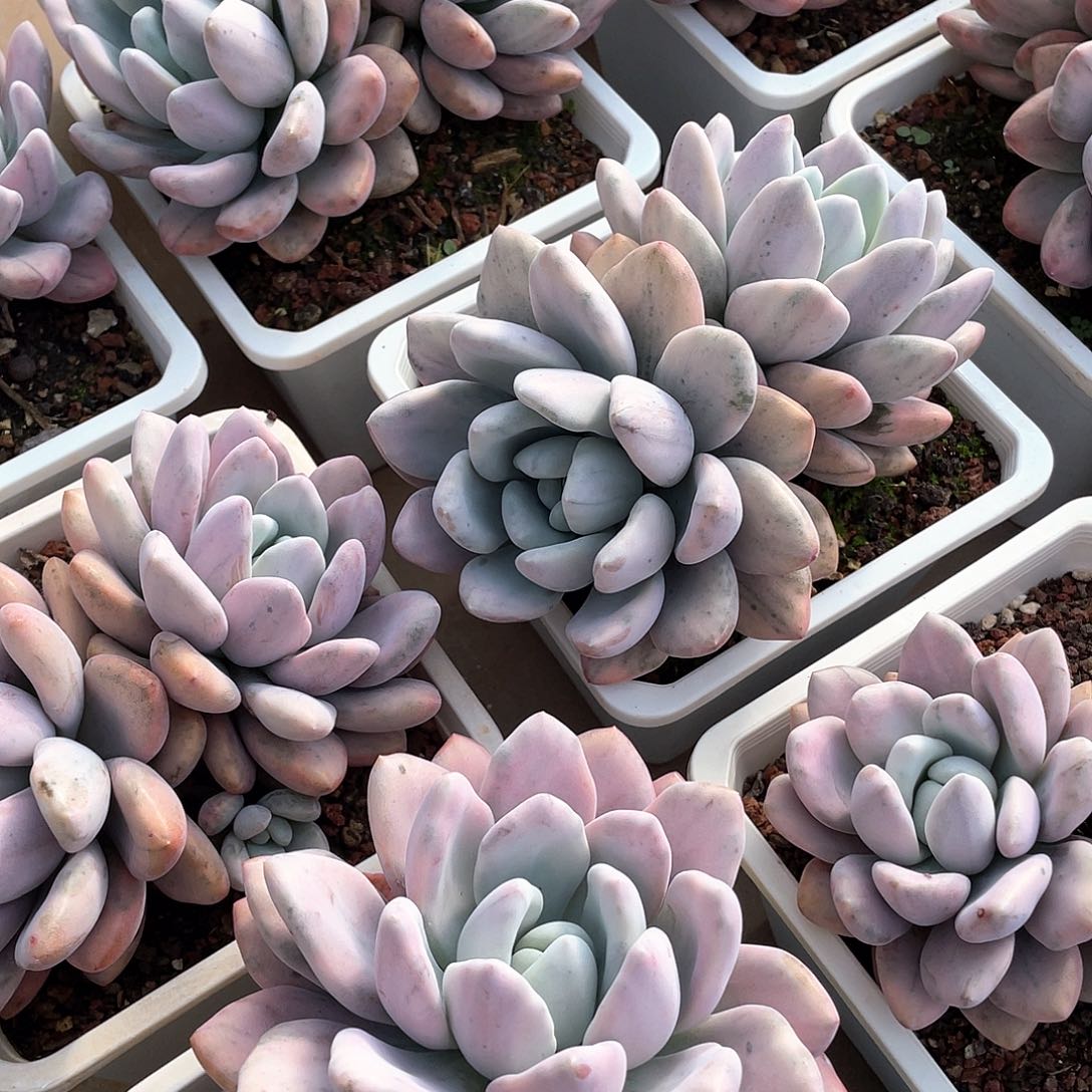 奥普锦精控老桩双头14厘米可挑