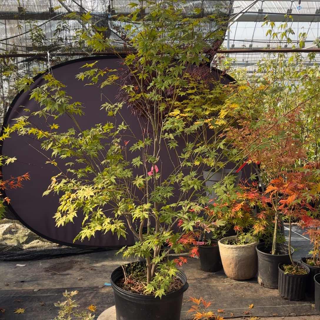 无花朵泽千鸟枫树