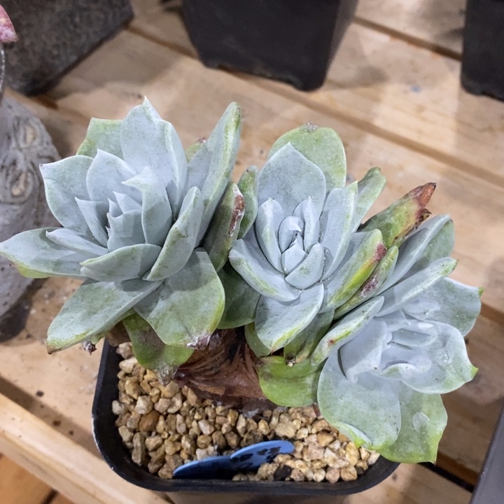 普芙拇指寄养，pz