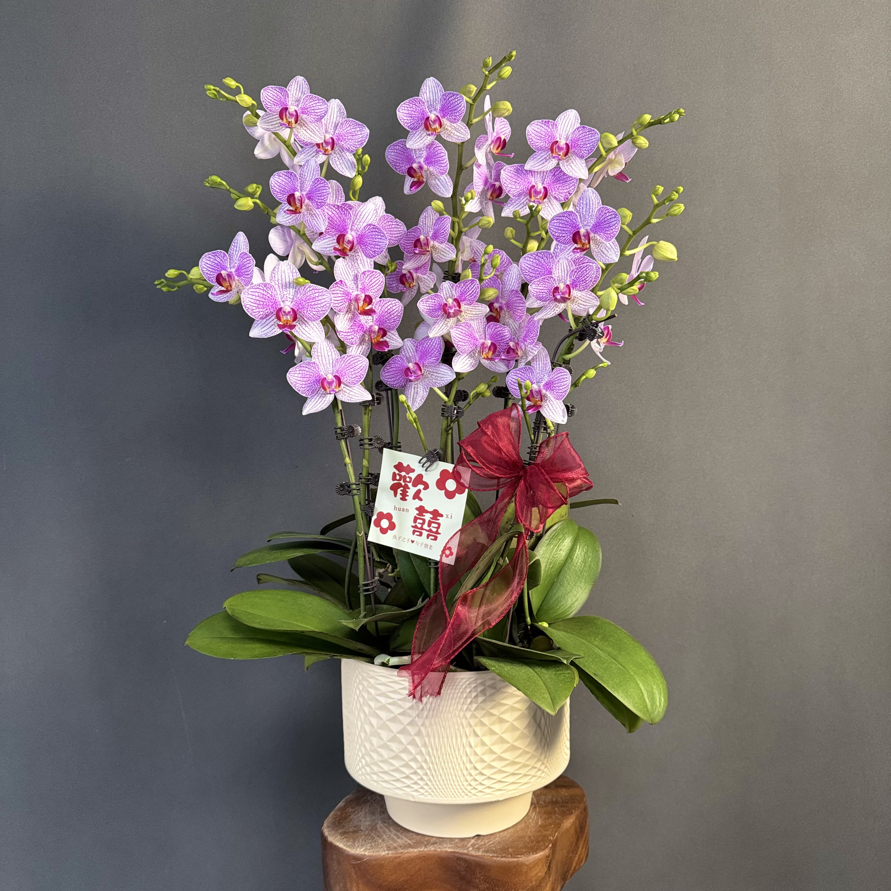 【清风】粉色系带有精美条纹 高端花卉 蝴蝶兰 好开耐养 室内花卉