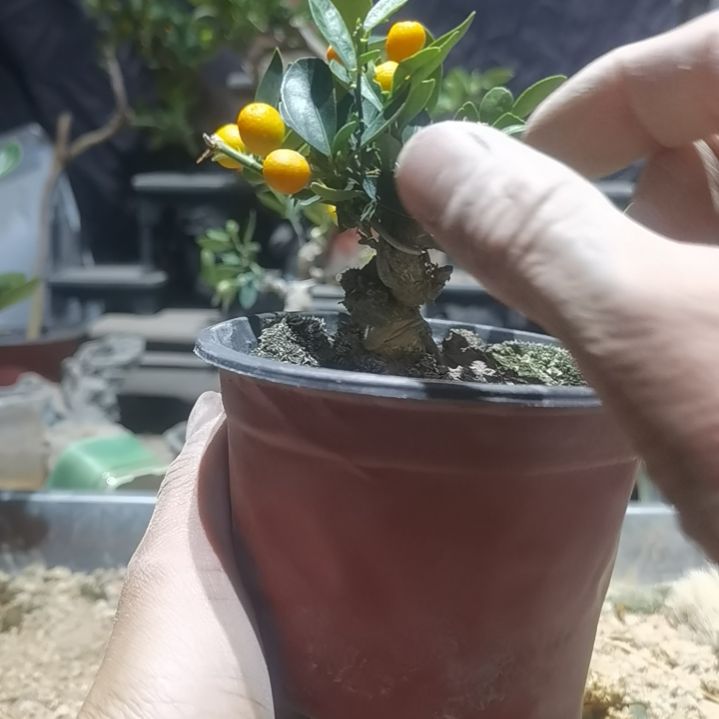 完全开放金豆小橘子绿植