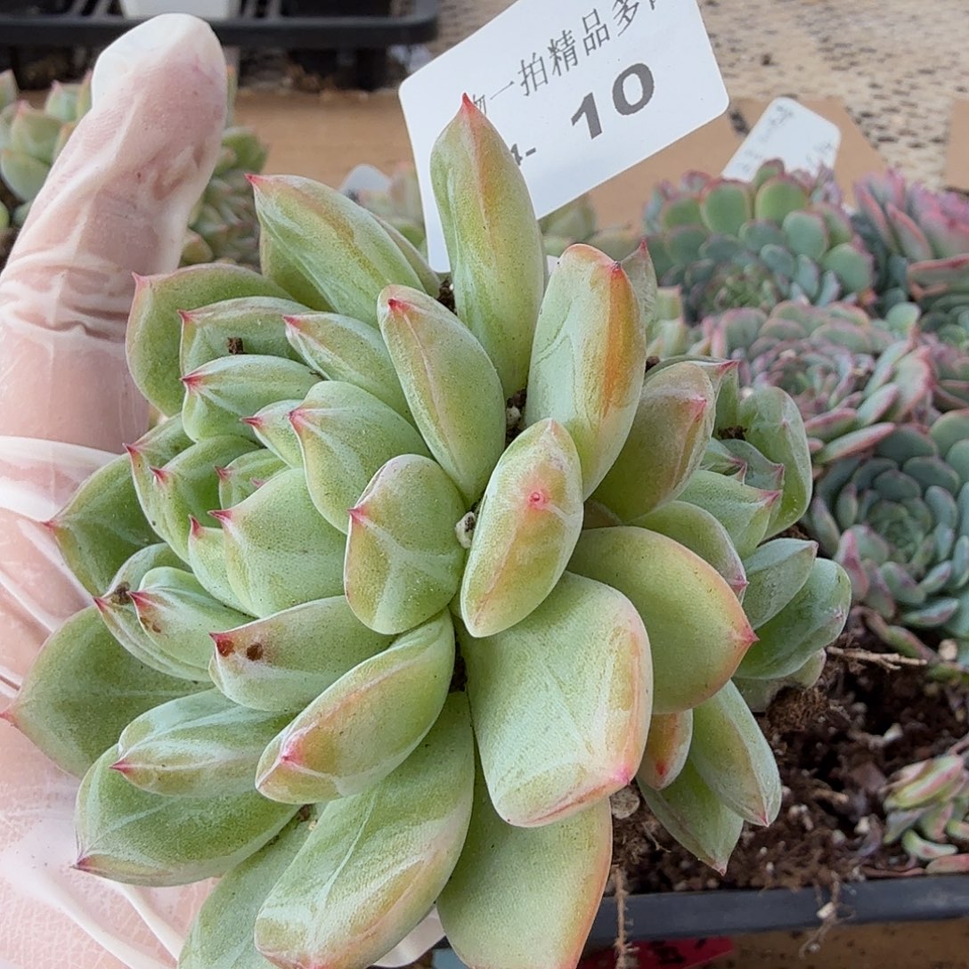 1204-10雪花珍妮多肉