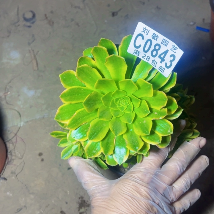 0843绿箭锦多肉植物法师