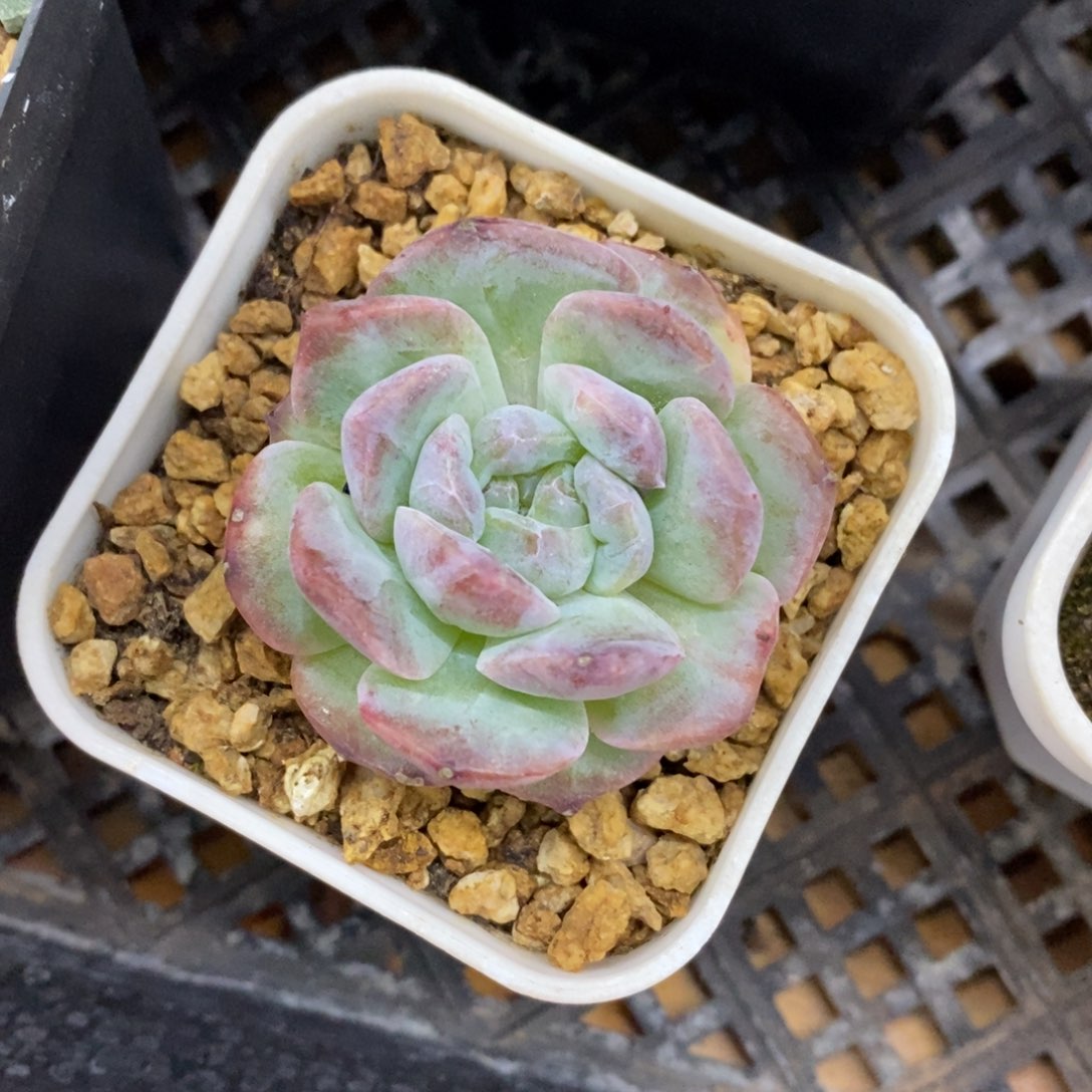 精品多肉一物一拍不包整173