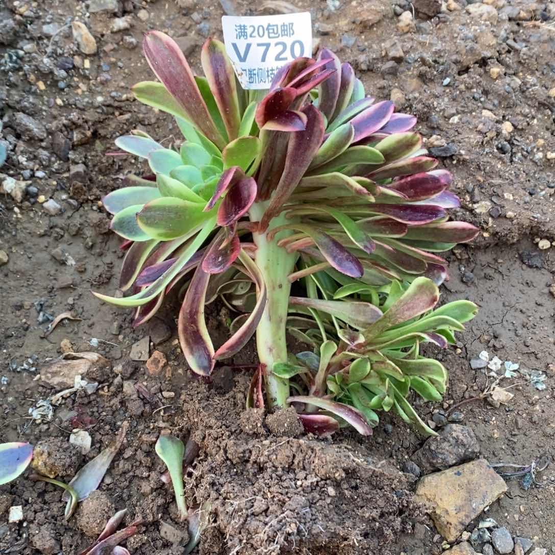 720欧佳丽缀化多肉法师锦