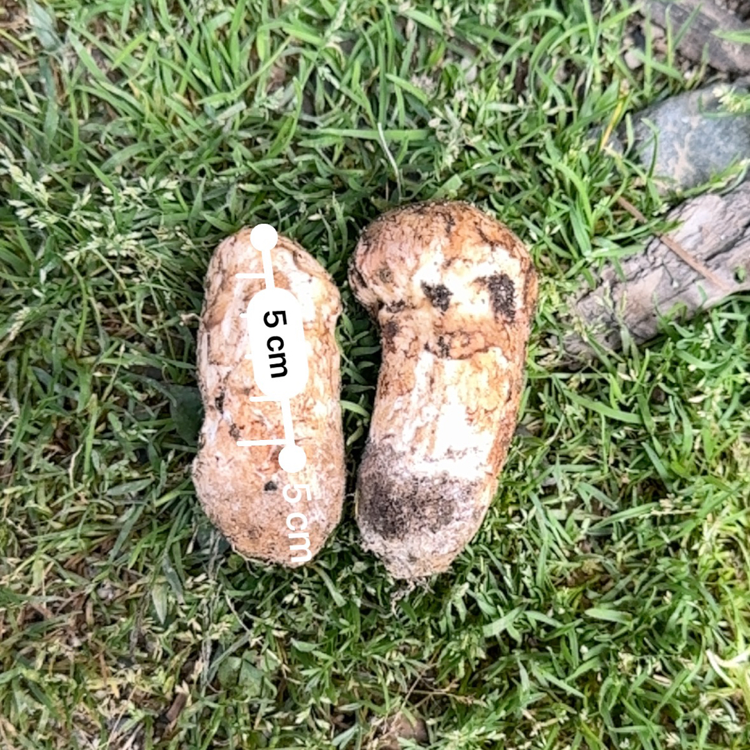 亚英村新鲜松茸-5-7cm