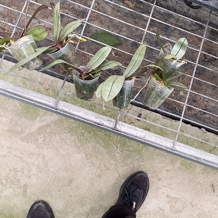 当前无花栽培后可以开花银叶小粉扑