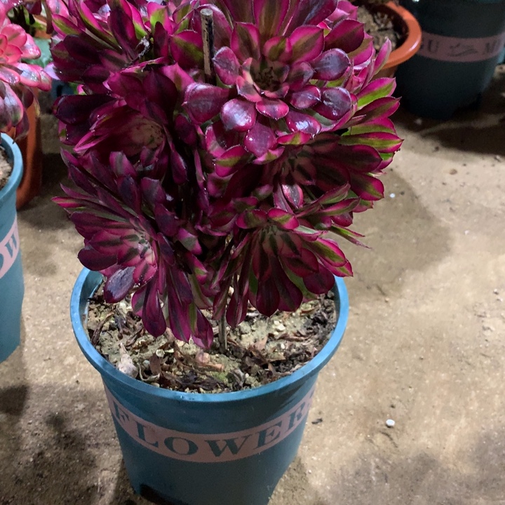 237红铜白多肉植物特价