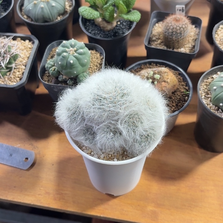 张*?无刺丽光殿仙人球12