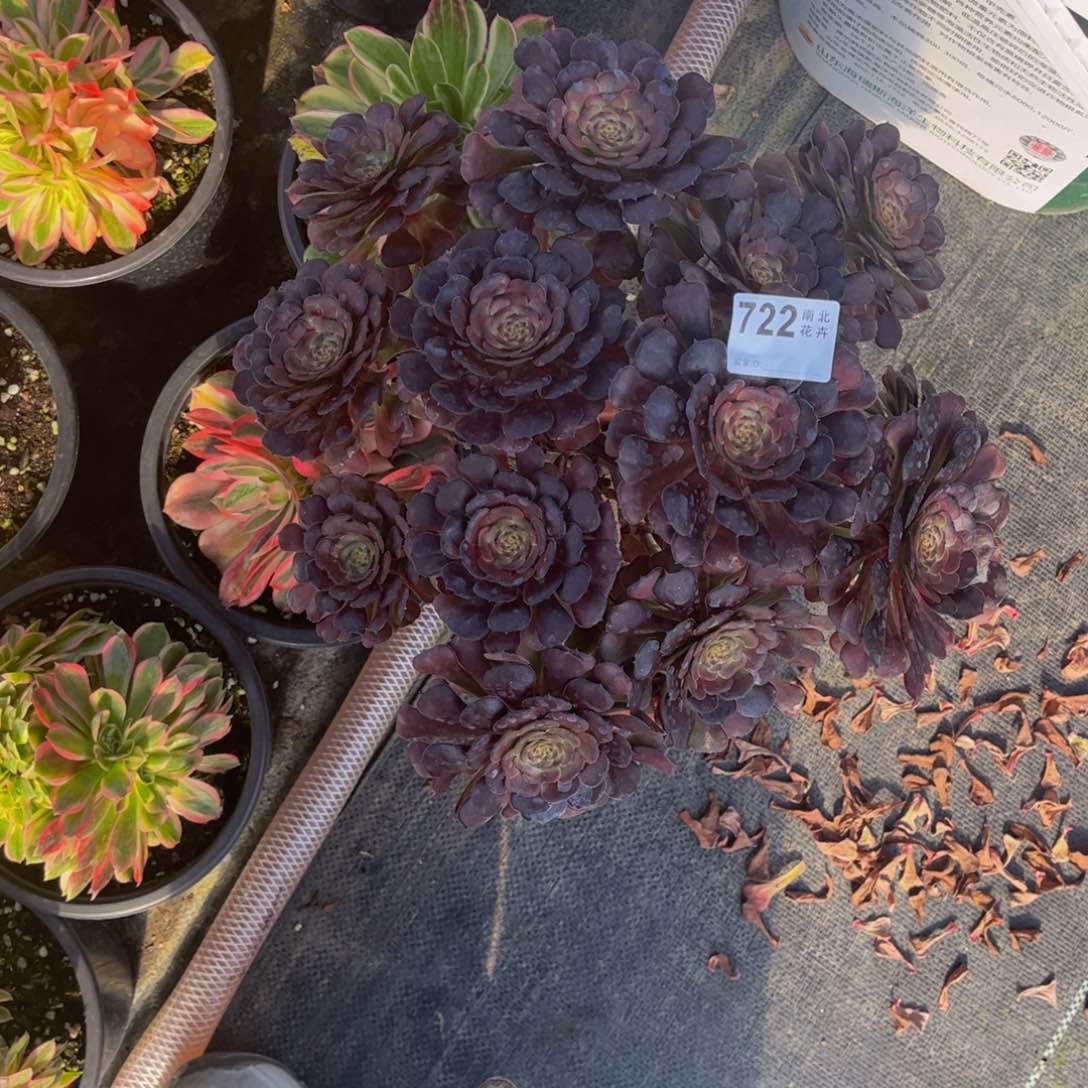 多肉黑萝莉000000722