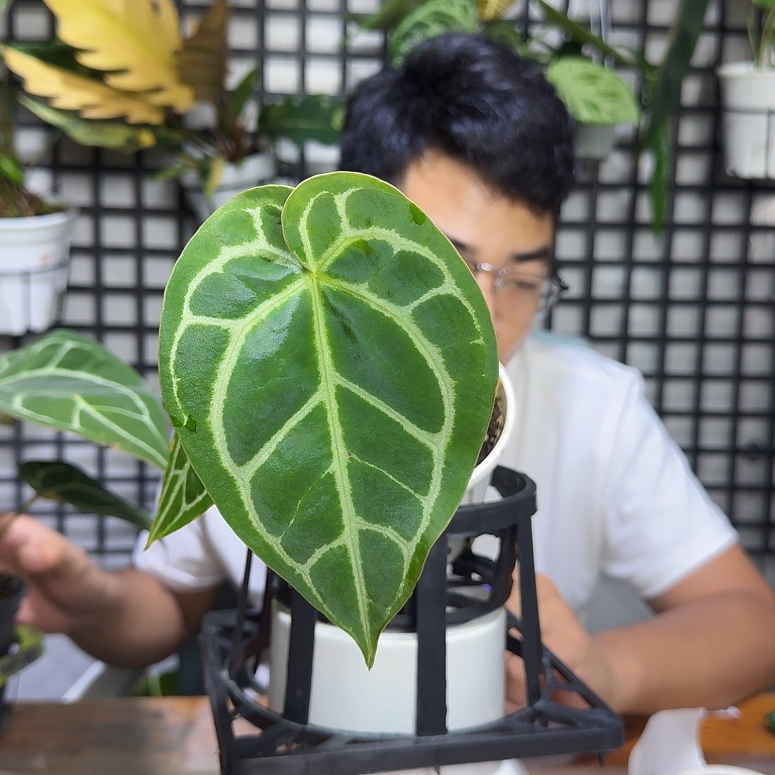 *****无花朵一物一拍G38
