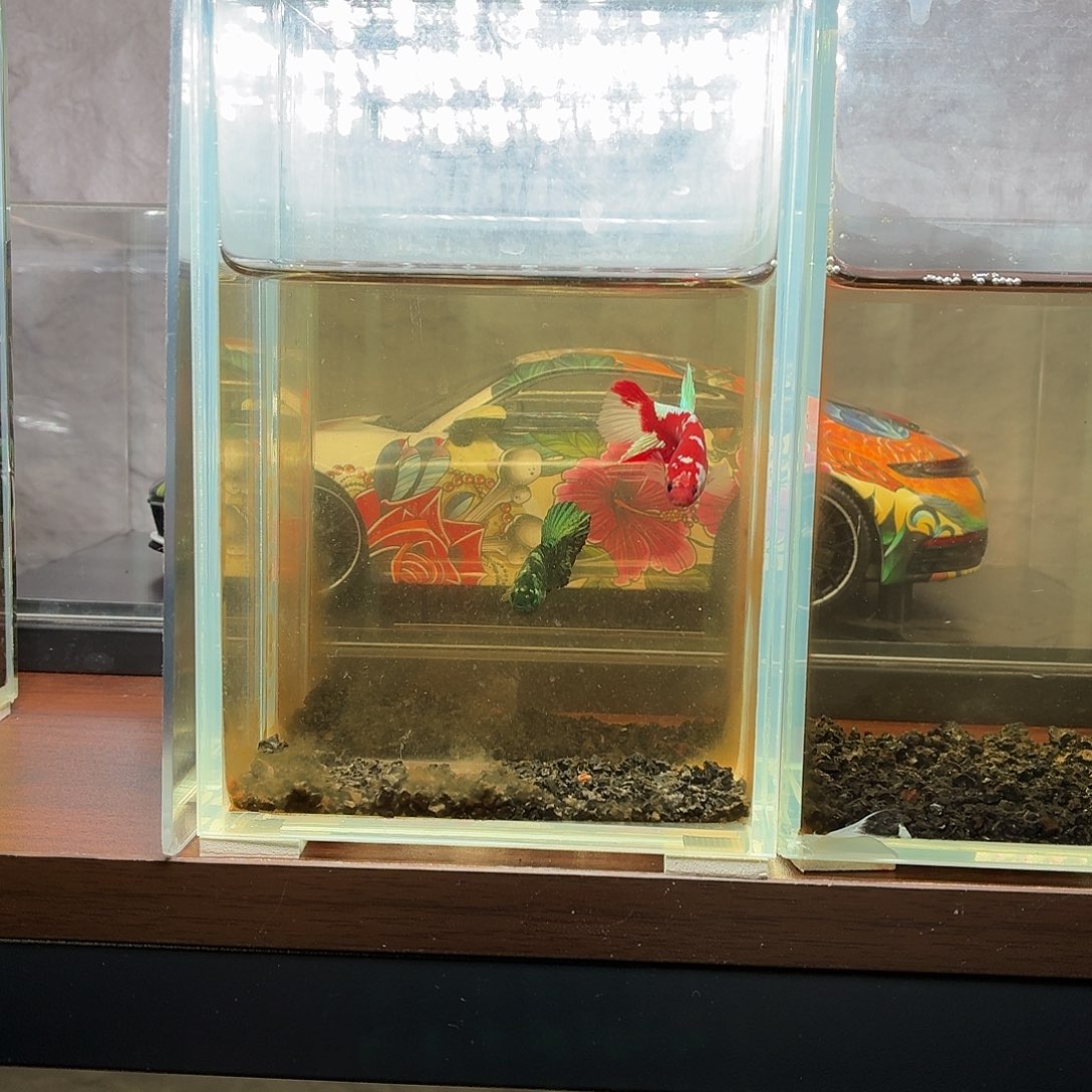 斗鱼彩金将军母鱼