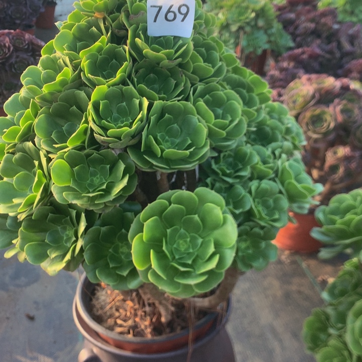 769绿羊绒多多肉植物