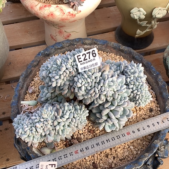 菩提子缀化276 亏本处理退款拉黑需延迟发货
