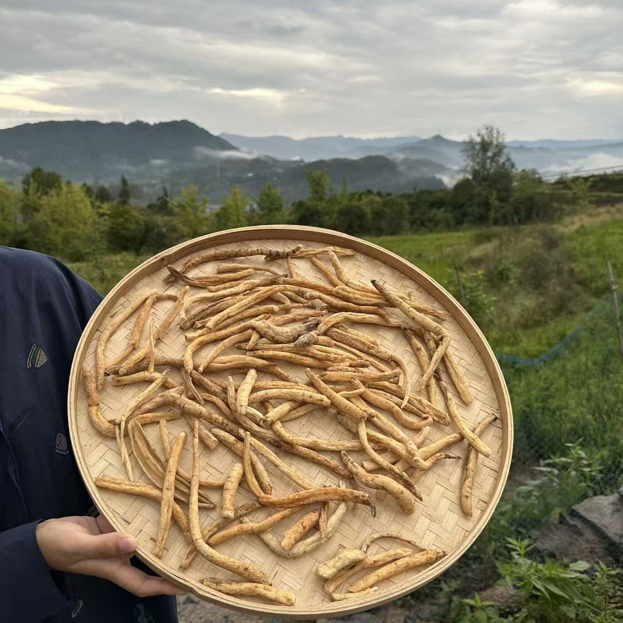 现收土货沙参炖汤炖鸡沙参