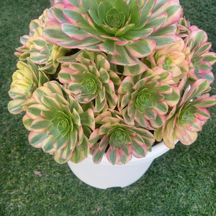 179，雨合多肉植物法师