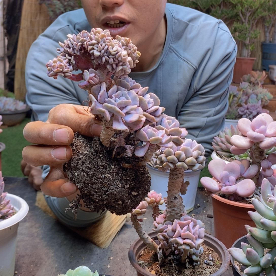 七*177号雪精灵缀化