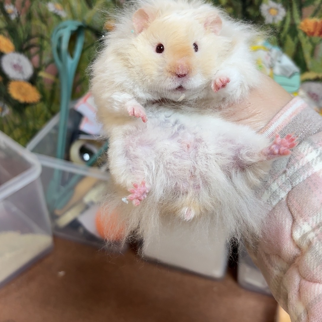 卷毛重点色弟弟金丝熊