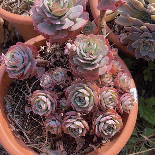 多肉植物。。。。。。。。。。。。。。