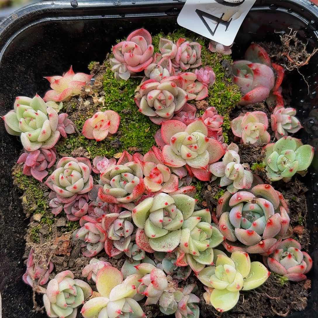 多肉植物多肉植物407