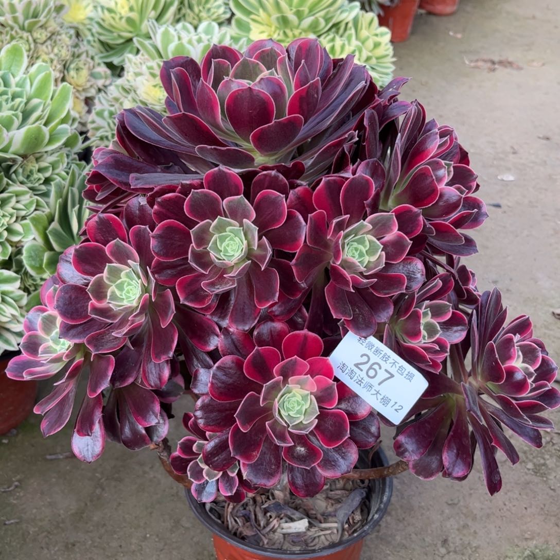 267金丝雀多肉植物法师