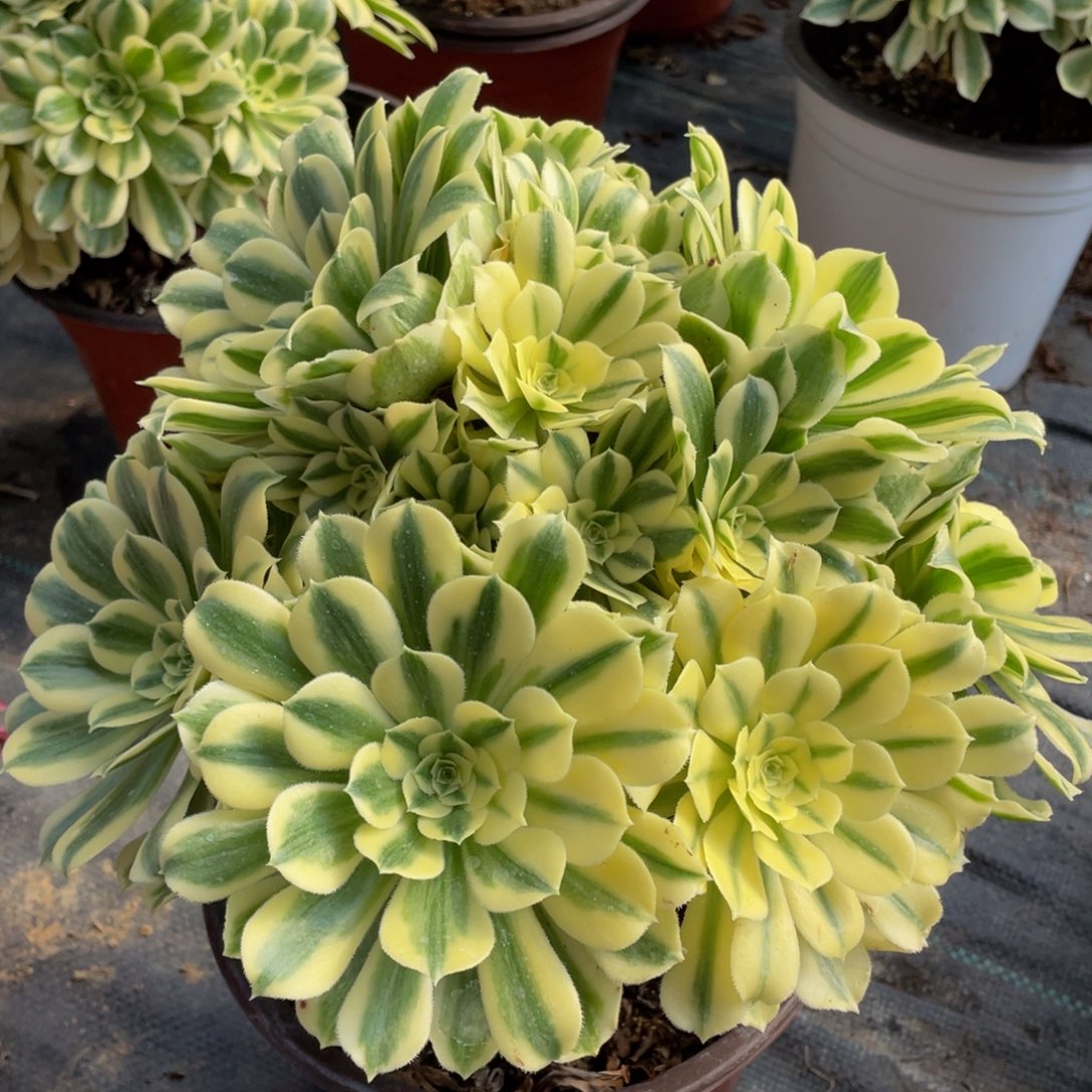 450迈巴赫精品法师多肉