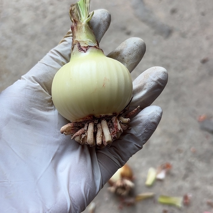 无花朵朱顶红HL006主球4.5厘米