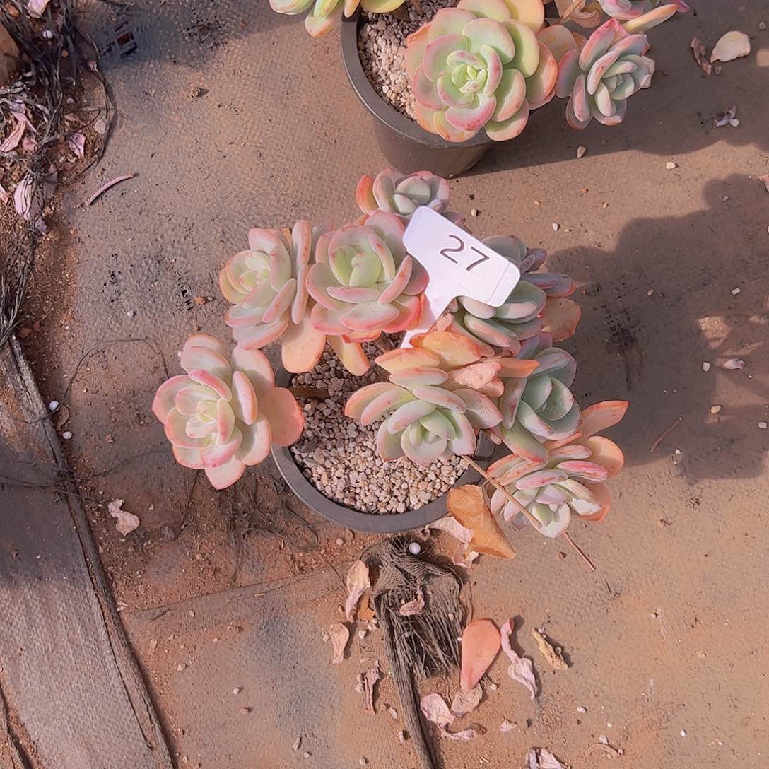 鹅*27白月光小树38。。。。