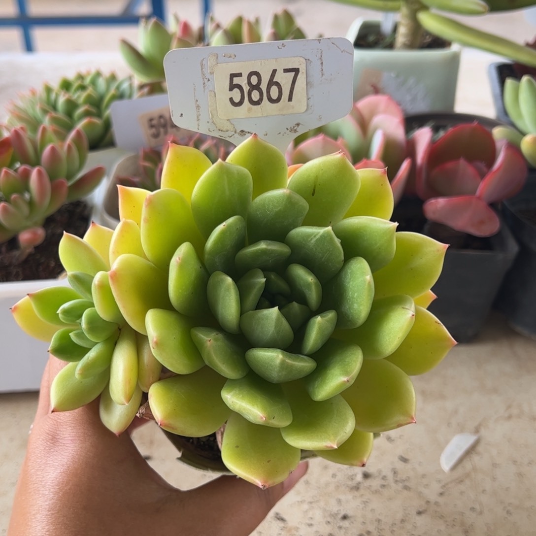 【闪购商品】橄榄。5767。111111111