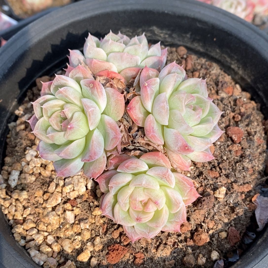 精品多肉一物一拍133