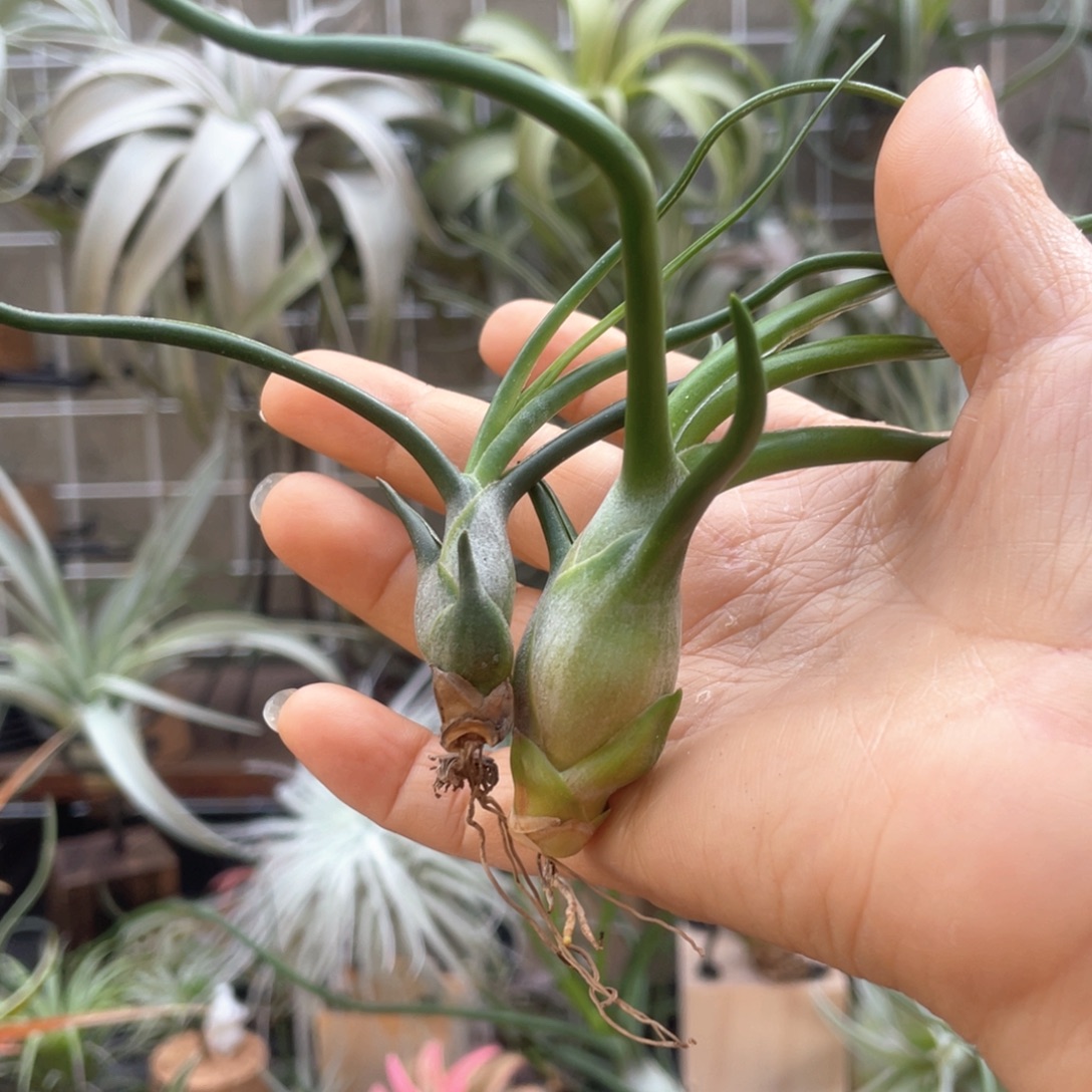 村***村章鱼2个 空气凤梨