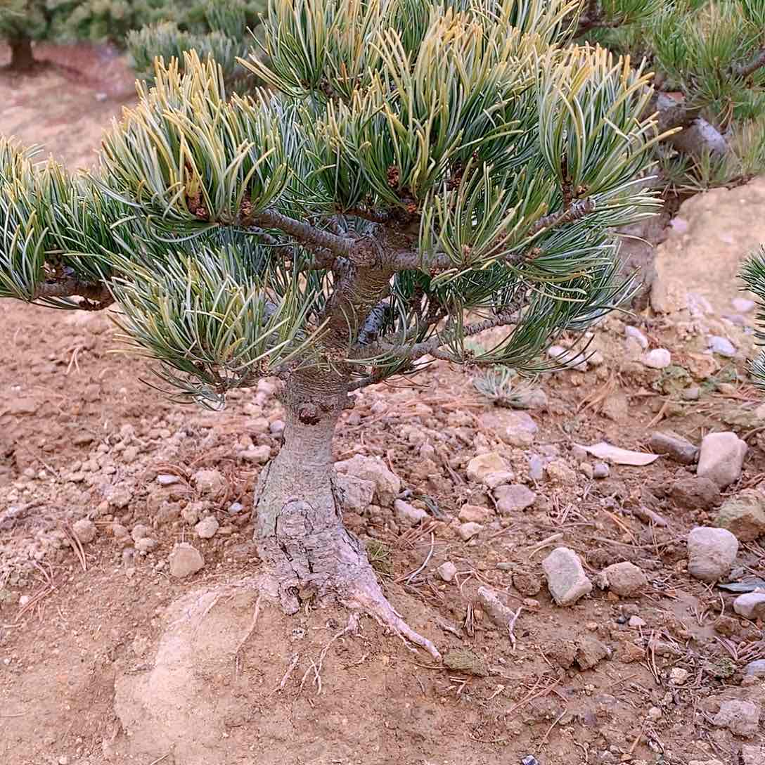 【闪购商品】无花朵