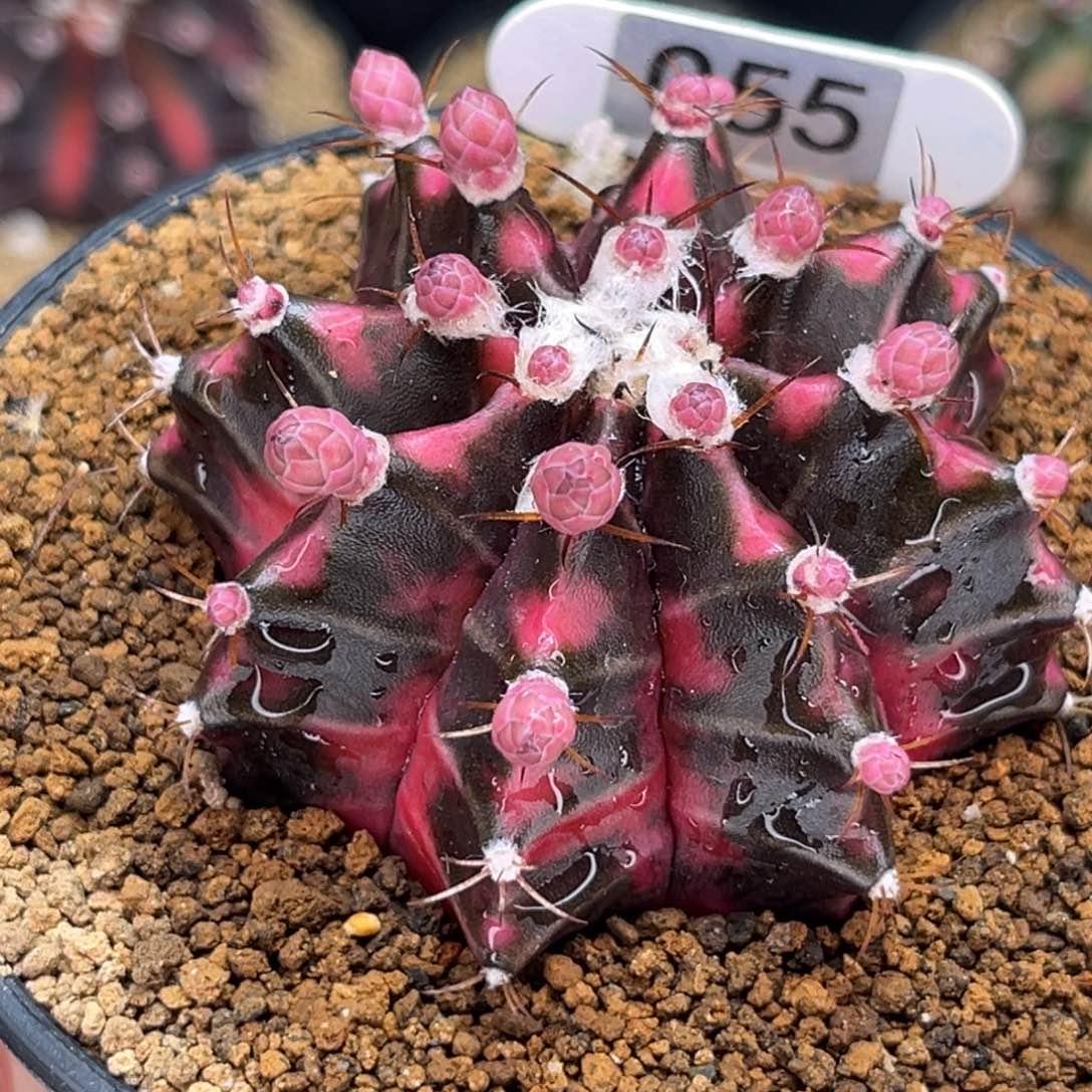 暗黑鬼魅 米哈仙人球