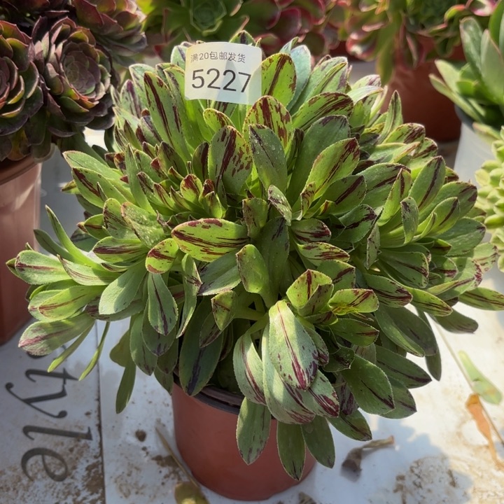 碧火多肉法师5227