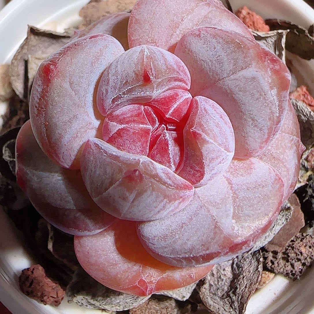 1109---11石榴籽星影