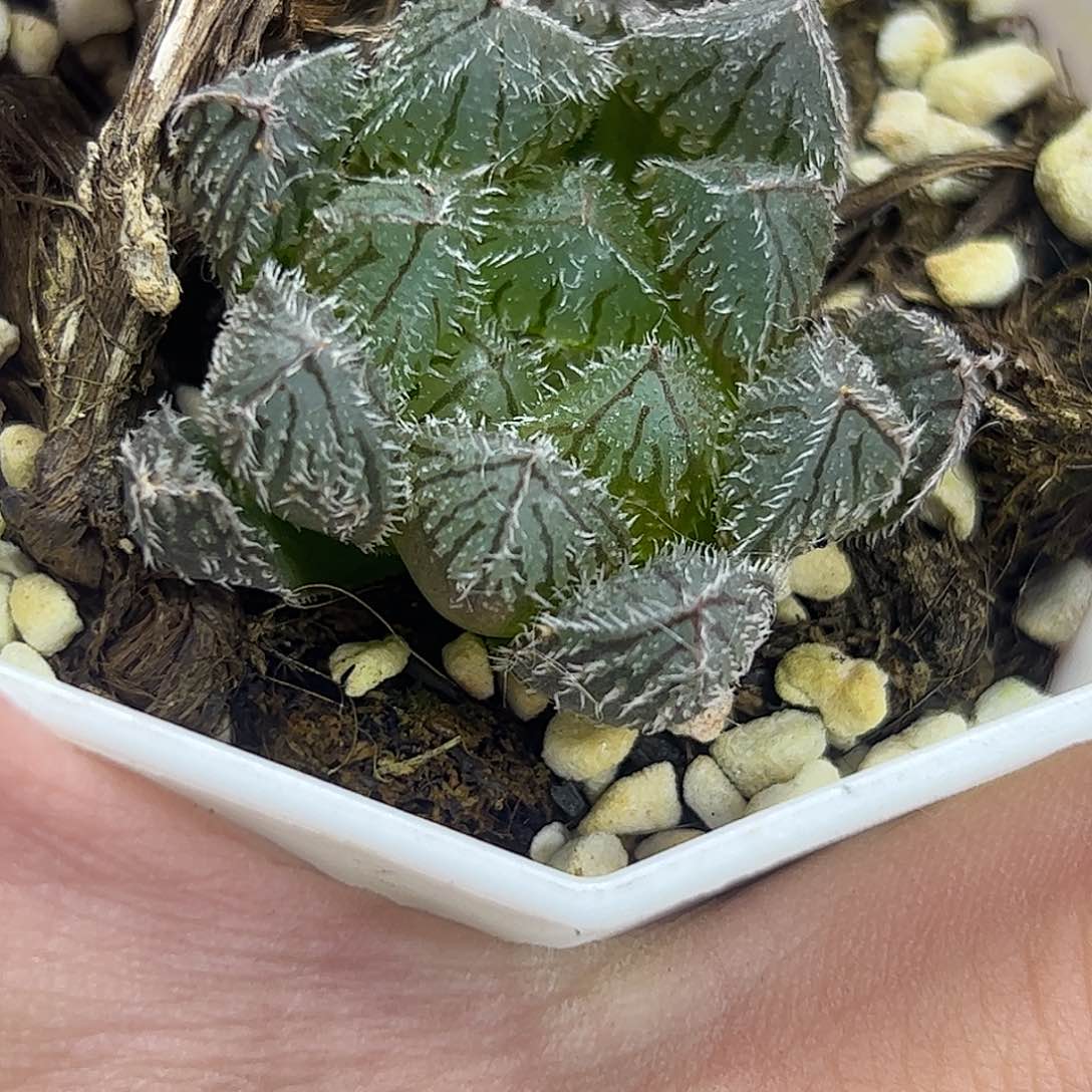 红红火火恍恍惚惚