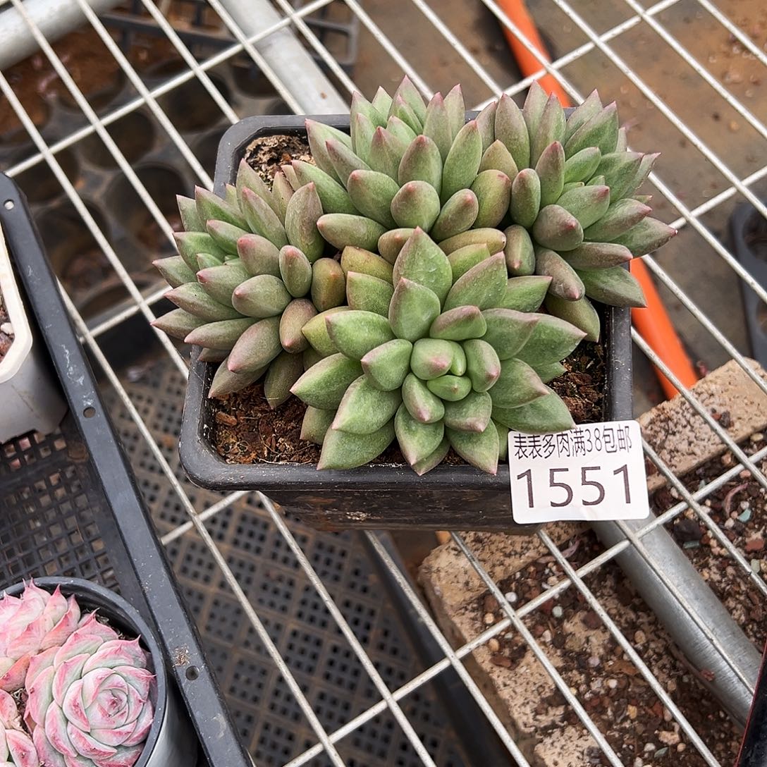南***l多肉一物一拍植物1551