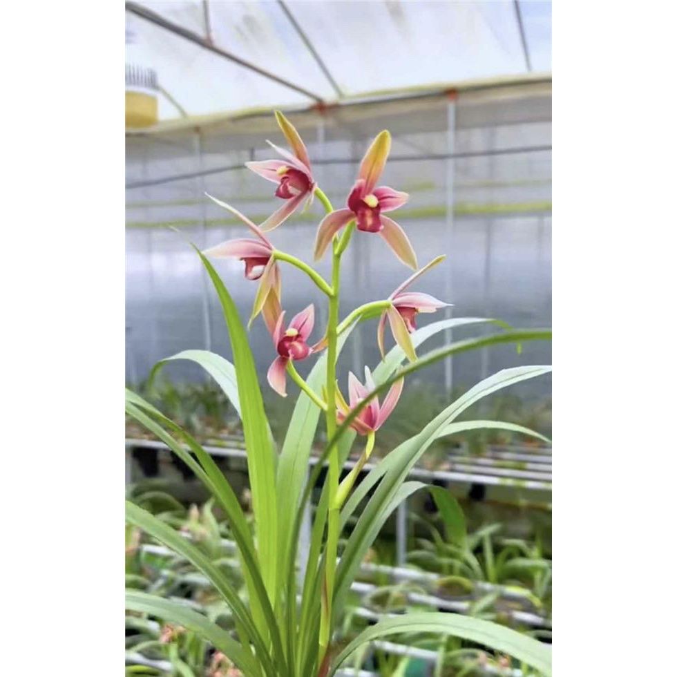 仙山红建兰名品 国兰2苗花开浓香 好养易活 对版 人工种植