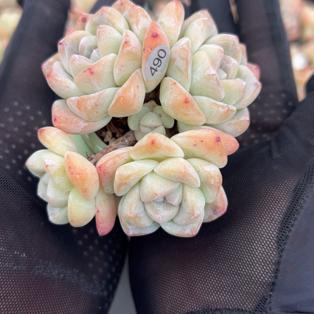 五头冰玉带盆000000000000000