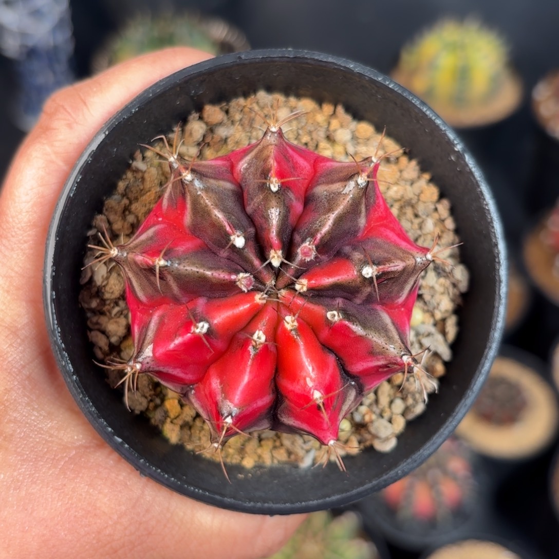 泰系米哈实生仙人球55