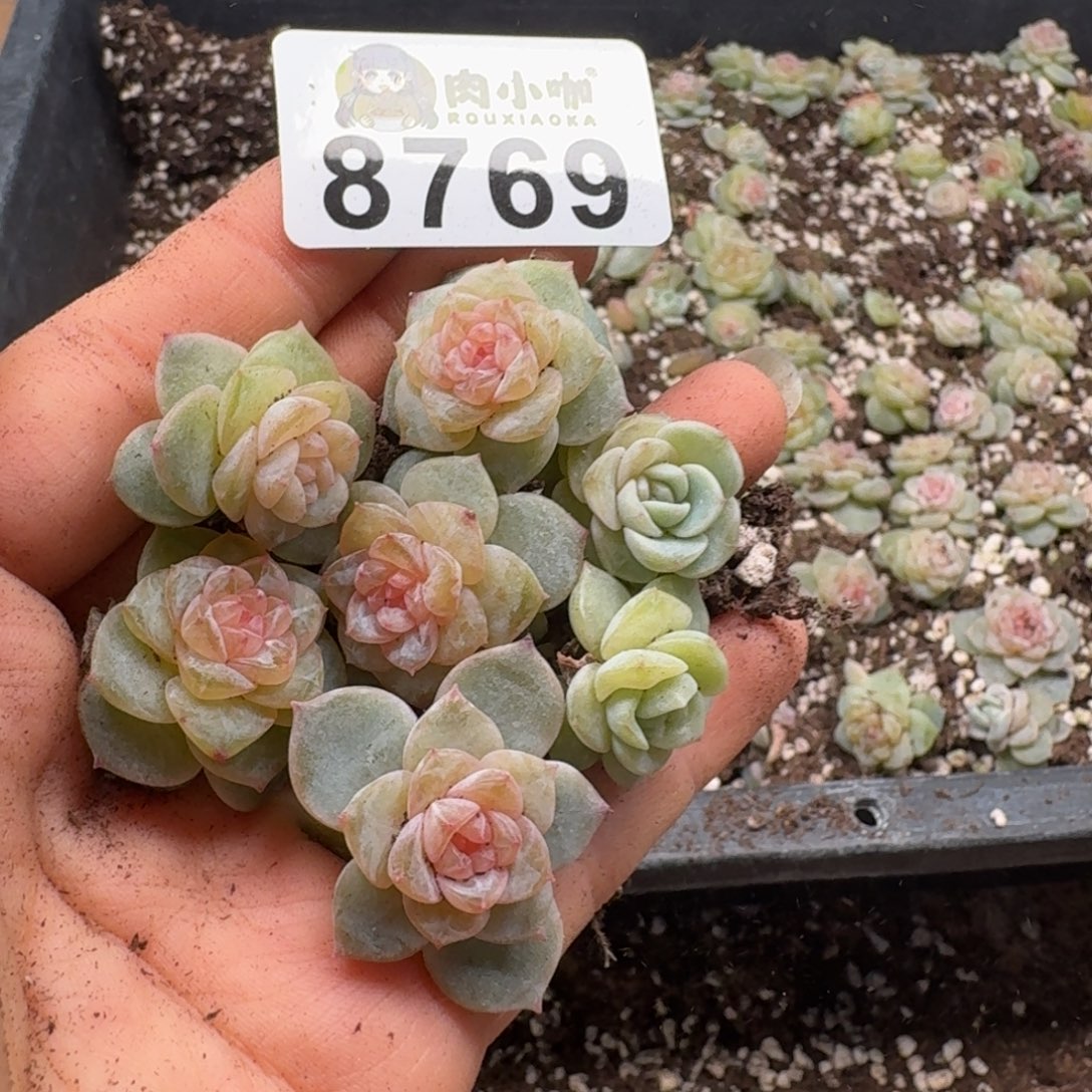 多肉植物多肉植物