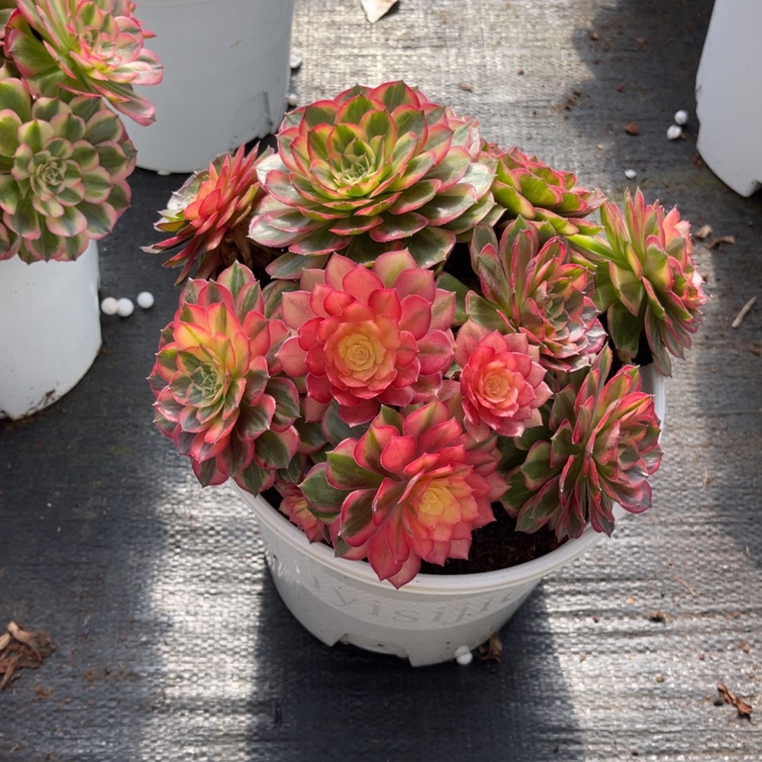 黑膜锦，一物一拍，福利炸